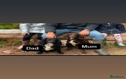 Cocker Spaniel dogs for sale: Gorgeous cocker spaniel puppies  - Image 17