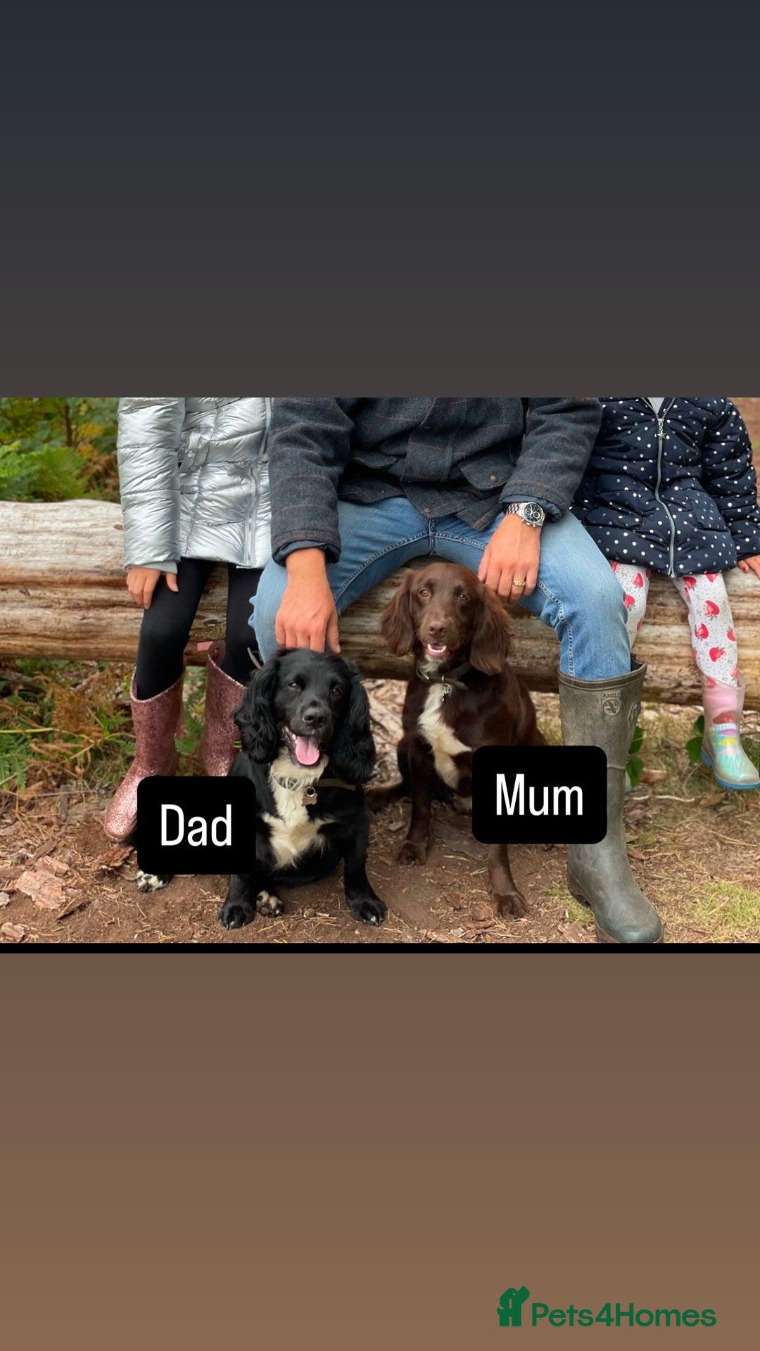 Cocker Spaniel dogs for sale: Gorgeous cocker spaniel puppies  - Image 17