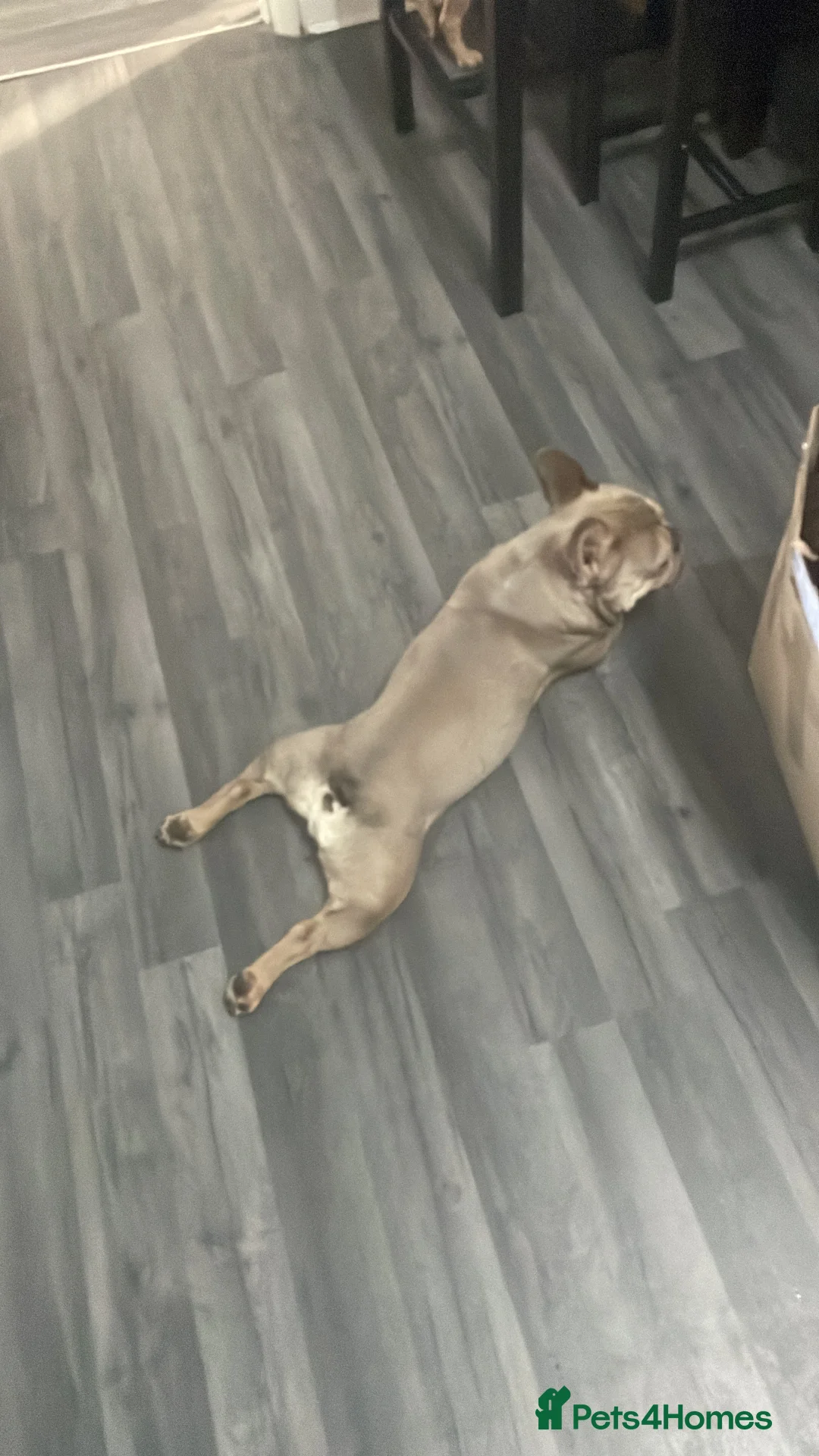 French Bulldog dogs for stud: Proven KC registered Frenchie for stud - Advert 8