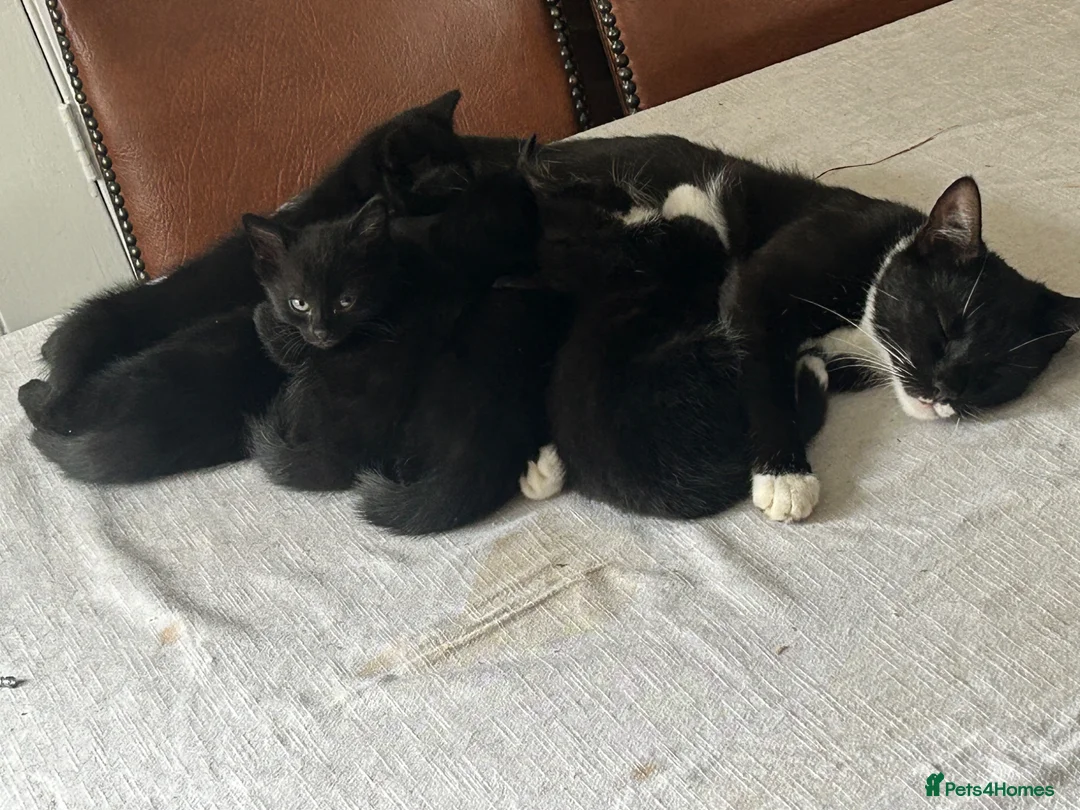 Mixed Breed cats for sale: Beautiful grey or black kittens £75 - Advert 4