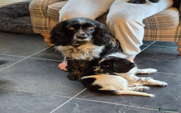 Sprocker dogs for sale: Beautiful Boy Sprocker Spaniel - Image 5