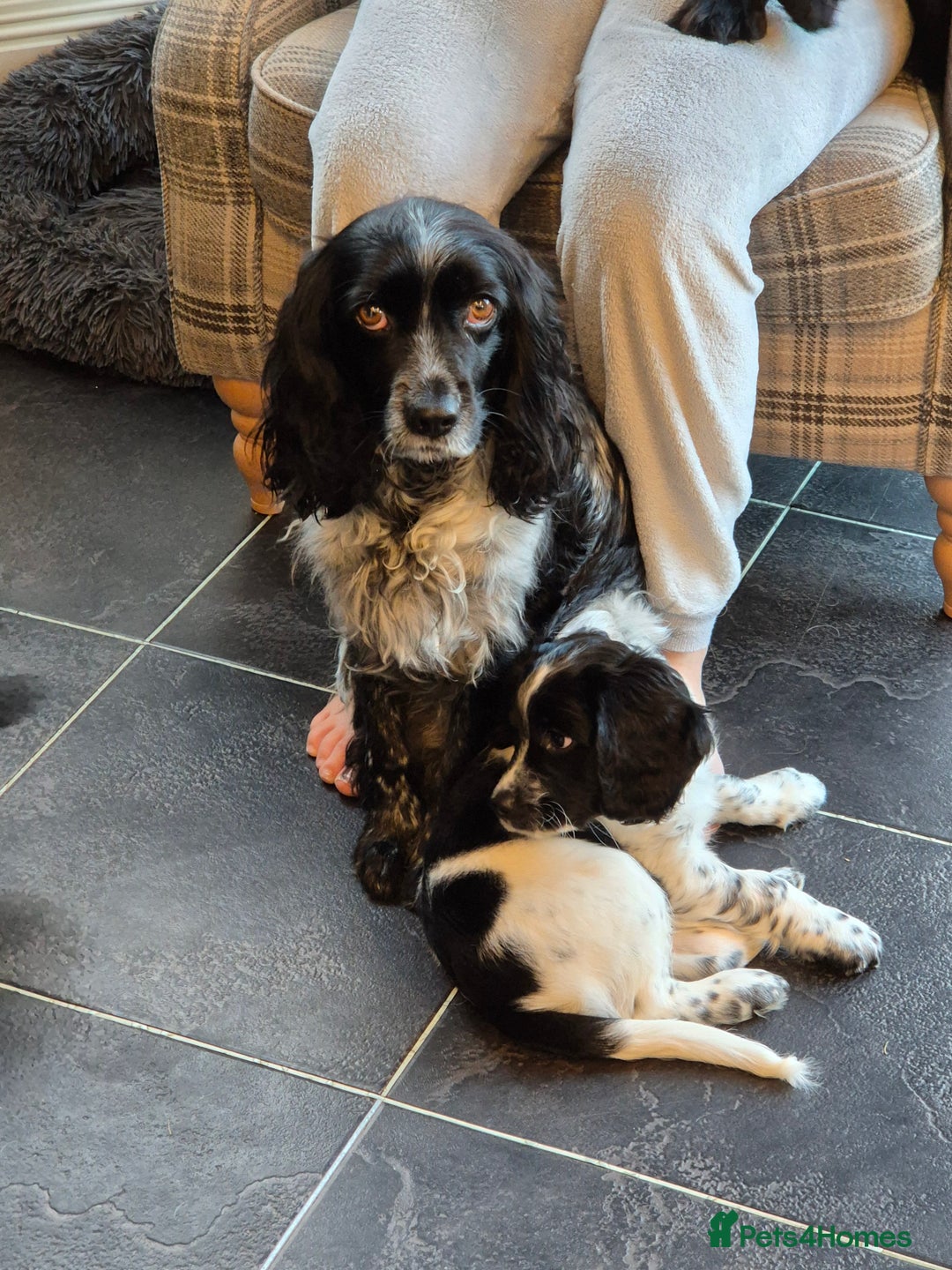 Sprocker dogs for sale: Beautiful Boy Sprocker Spaniel - Image 5