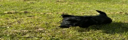 Scottish Terrier dogs for sale: Scottish terrier pups KC registered  - Advert 17