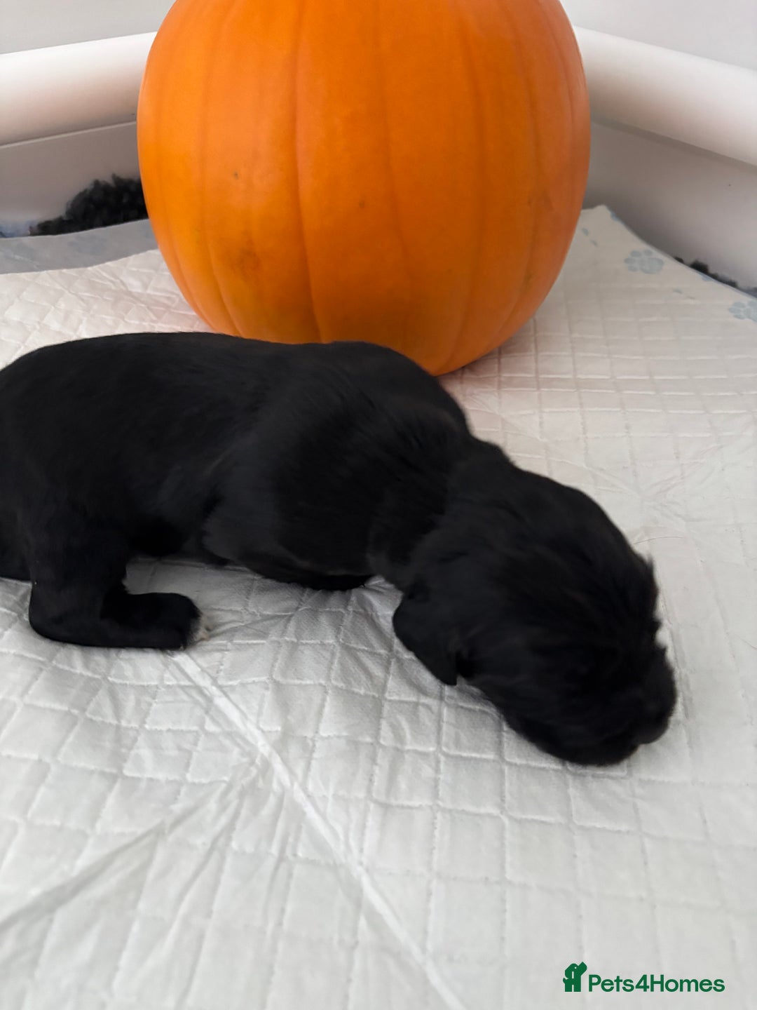 Cocker Spaniel dogs for sale: Cocker spaniel boys  - Image 4