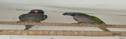 Parakeets birds for sale: Adult Pair Derbyan parrot & yellow Indian Ringneck - Advert 4