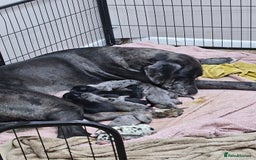 Great Dane dogs for sale: Great dane puppies  - Image 15