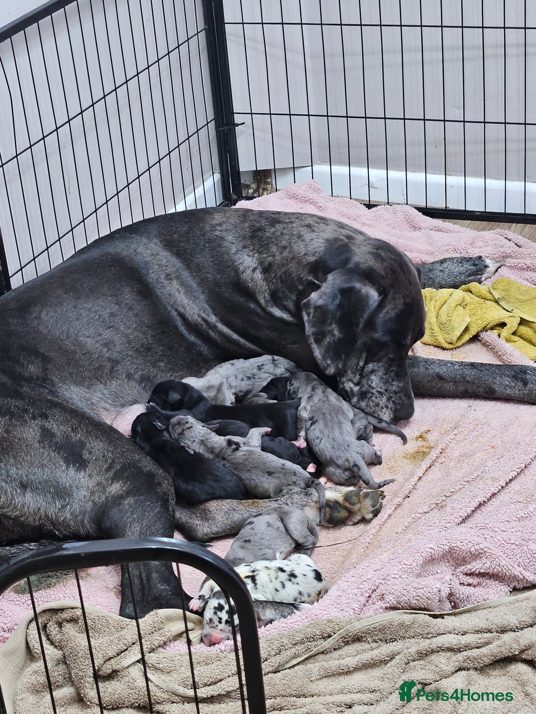 Great Dane dogs for sale: Great dane puppies  - Image 15