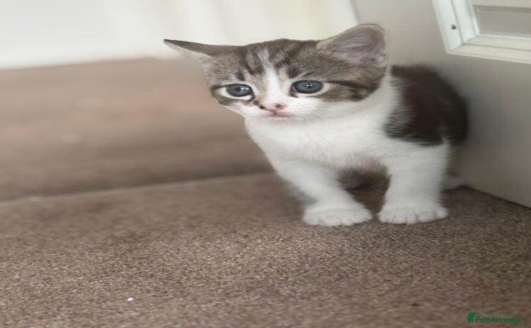 Mixed Breed cats - Advert 8