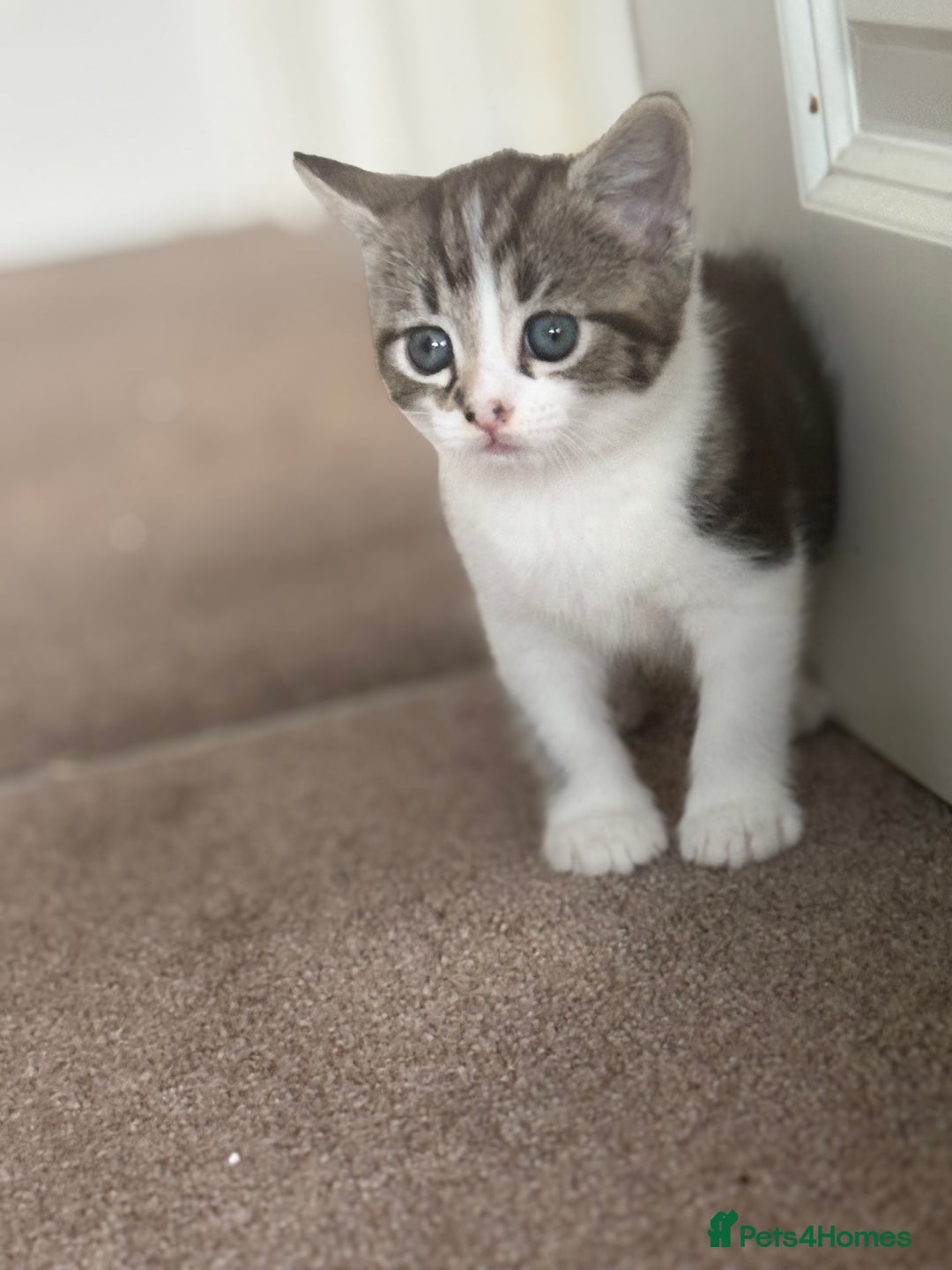 Mixed Breed cats for sale: Female Kitten For Sale - Image 1