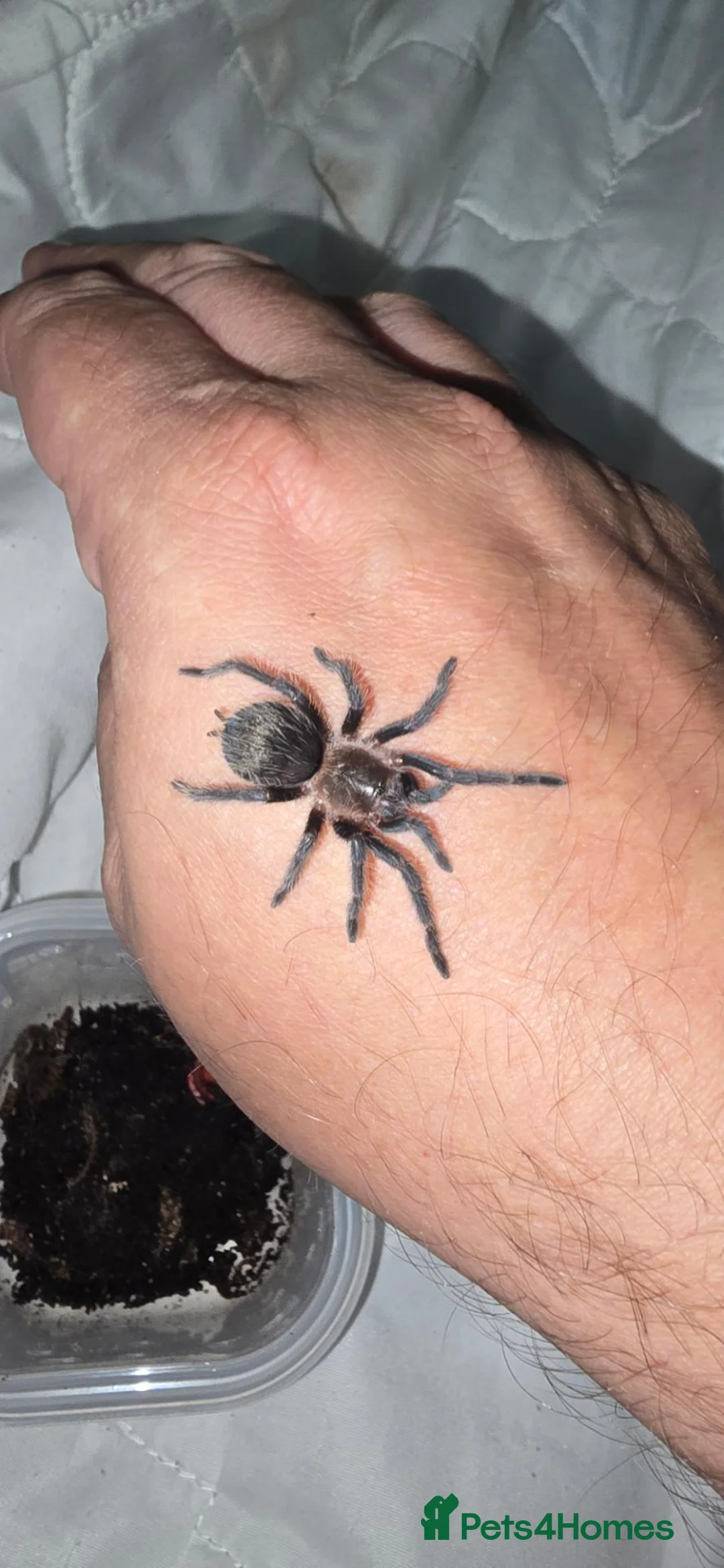 Tarantulas invertebrates for sale: X6 grown on sling curly hair tarantulas - Advert 2