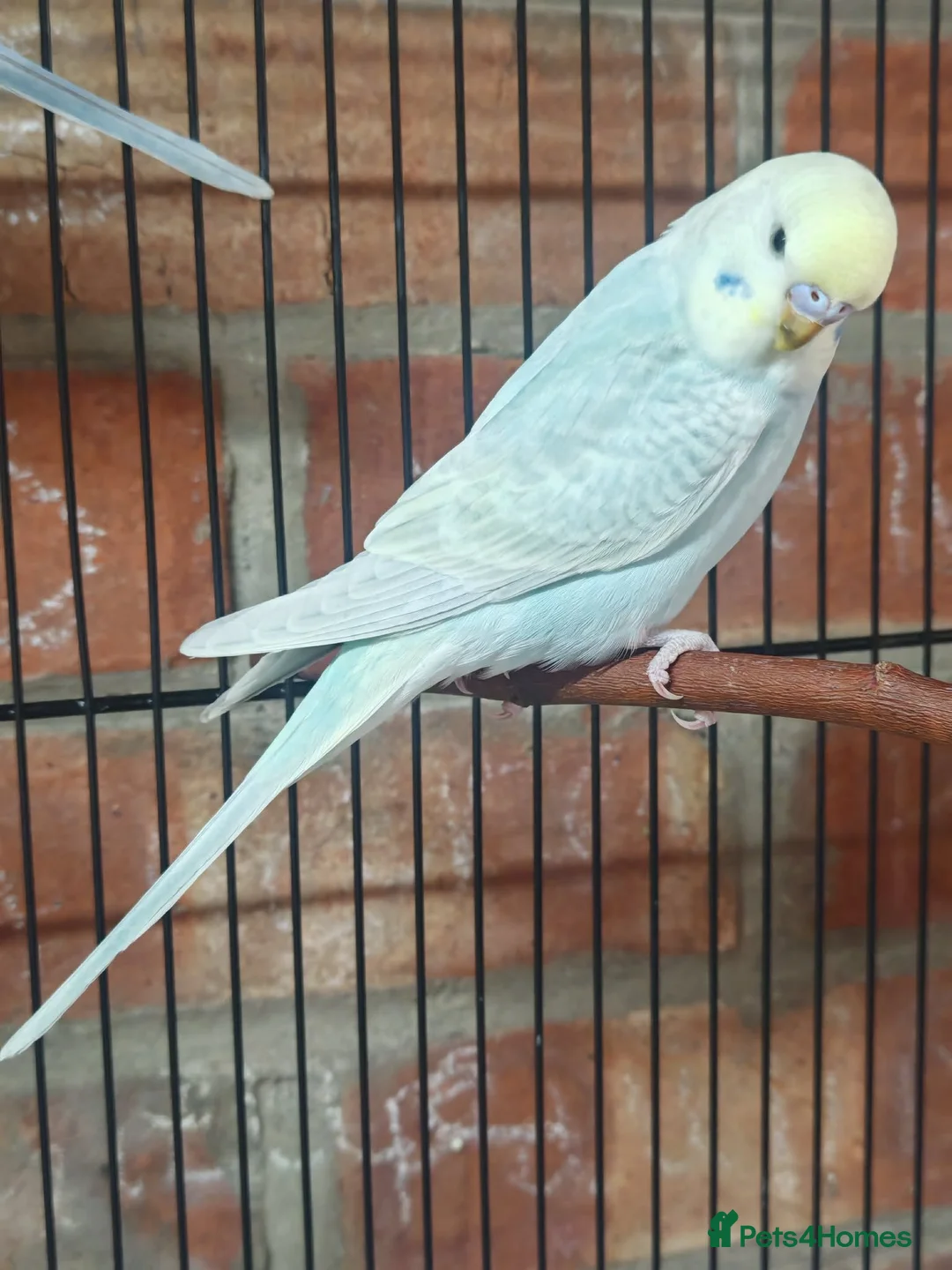 Budgerigars birds for sale: Baby budgies - Advert 2
