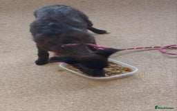 Mixed Breed dogs for adoption: 🥮Muffin🥮 for adoption, fostered in BEDS - Image 5