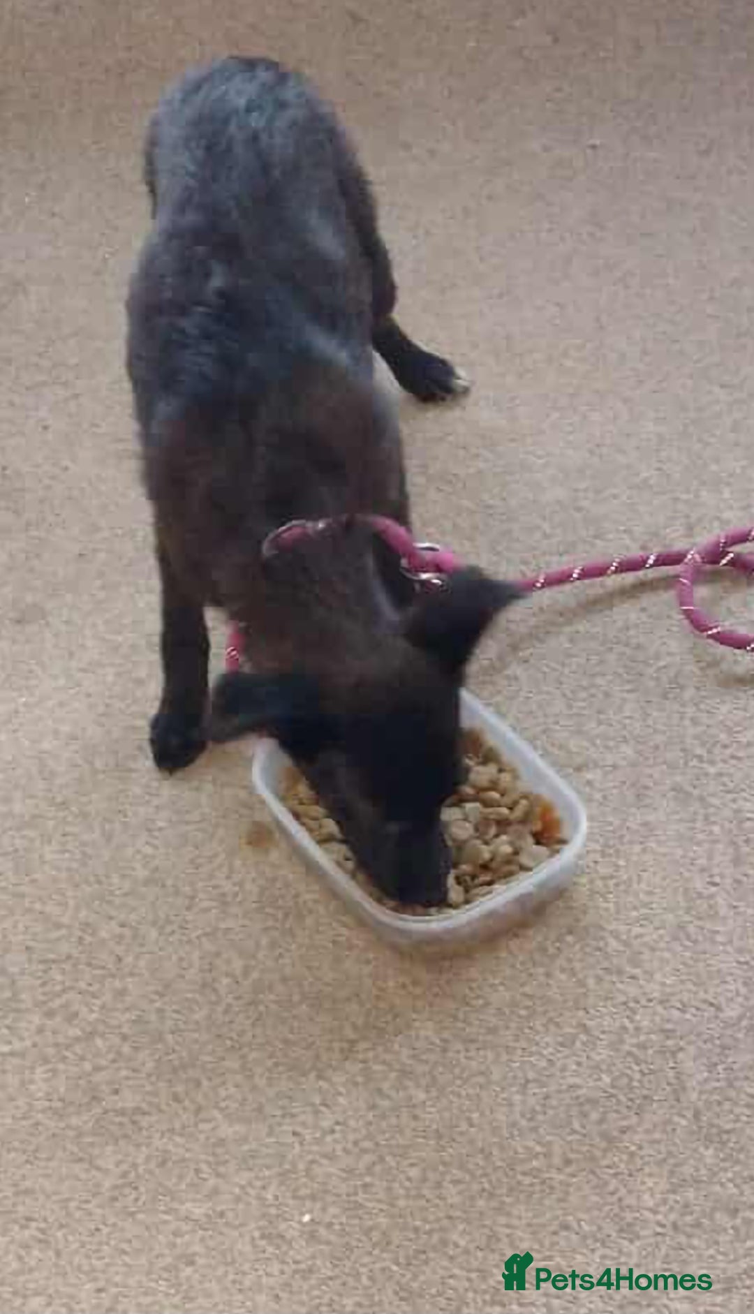 Mixed Breed dogs for adoption: 🥮Muffin🥮 for adoption, fostered in BEDS - Image 5