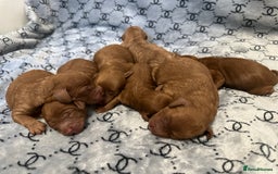 Cockapoo dogs for sale: Cockapoo F1b non moulting health tested puppies  - Image 3