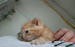 Mixed Breed cats for sale: Sweet kittens for sale - Image 21