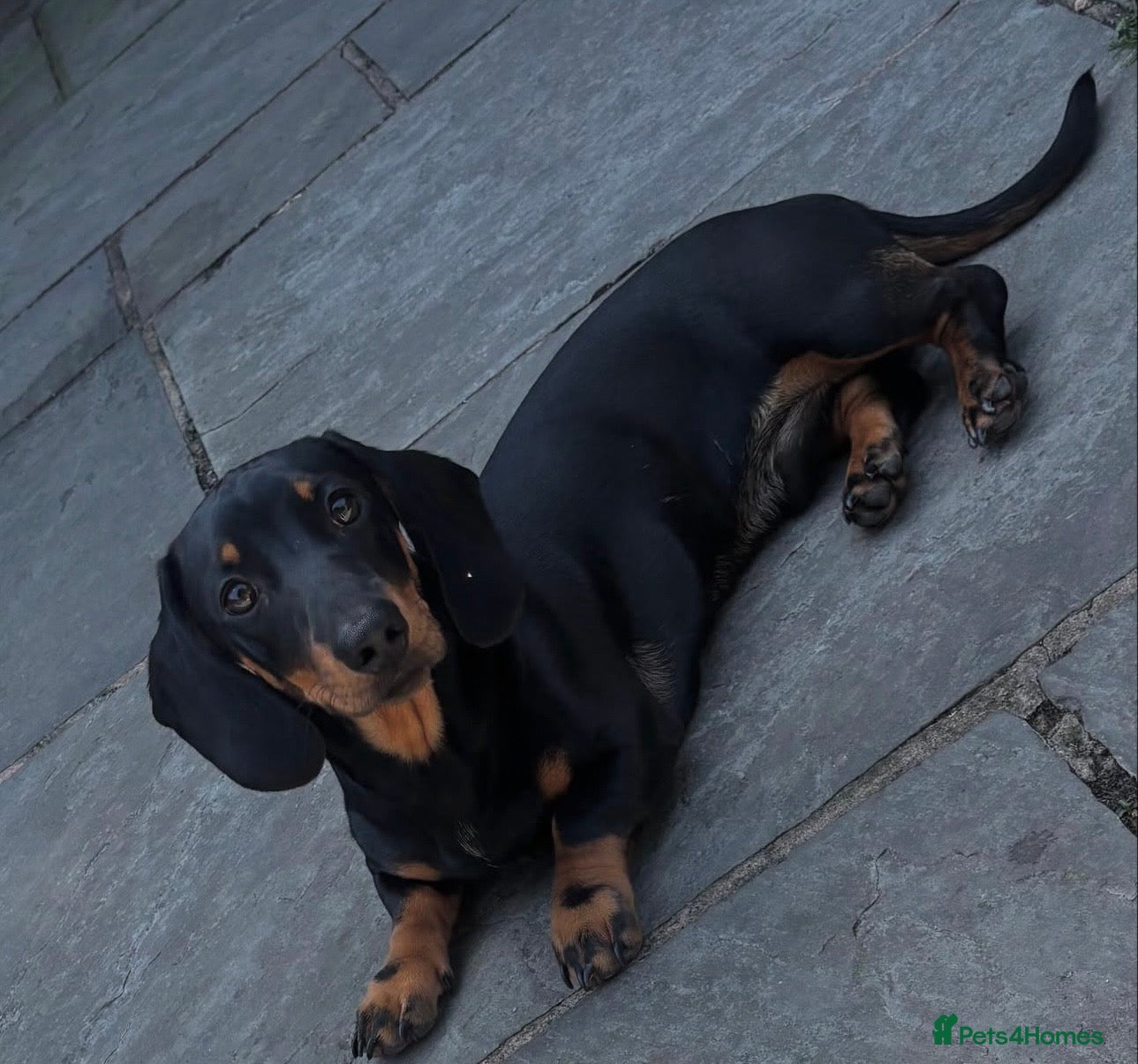 Miniature Dachshund dogs Miniature dachshund for sale  - Advert 4