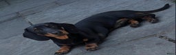 Miniature Dachshund dogs for sale: Miniature dachshund for sale  - Advert 1