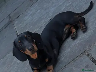 Miniature Dachshund dogs Miniature dachshund for sale - Advert 2