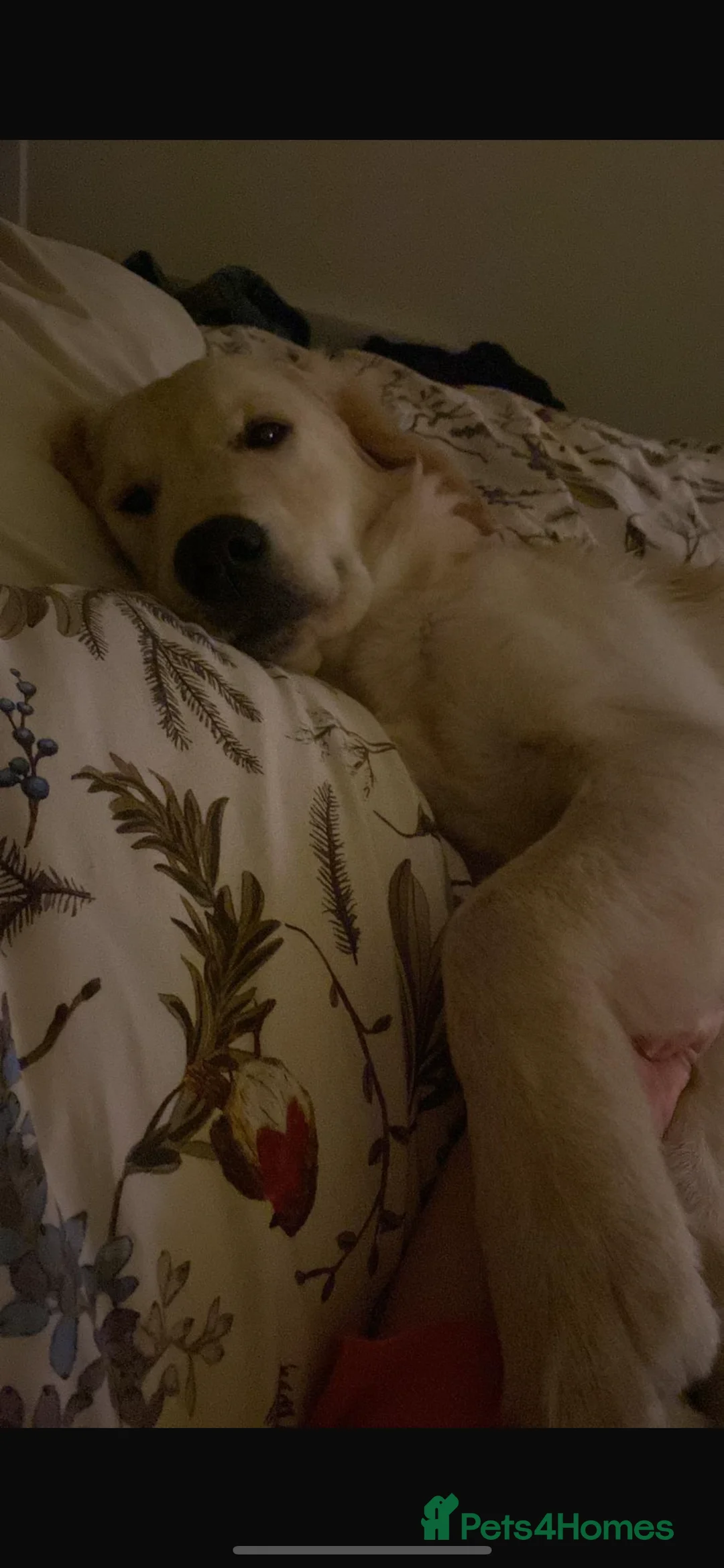 Golden Retriever dogs for sale: Puppy for sale  - Advert 4