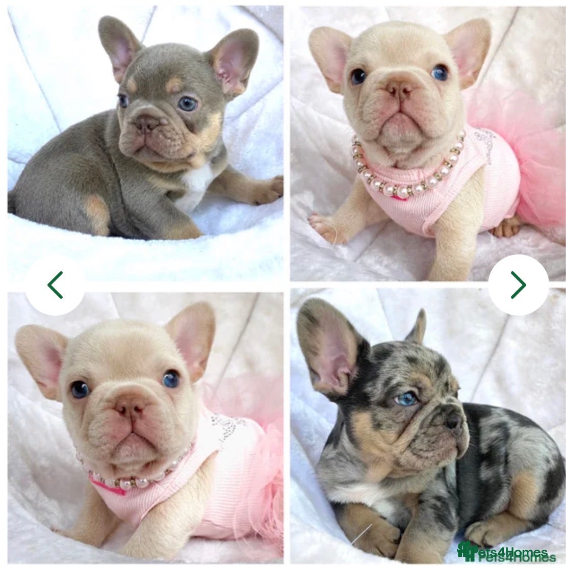 French Bulldog dogs TOP QUALITY FRENCH BULLDOG PUPPIES  - Advert 1