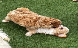 Cavapoo dogs for sale: Beautiful cavapoo puppies  - Image 16
