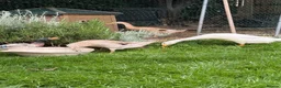 Ducks poultry for sale: 3 x Indian Runner Ducks (1male/2female) in Liverpool - Advert 4