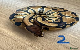 Python Snake reptiles for sale: Ball pythons - Advert 2