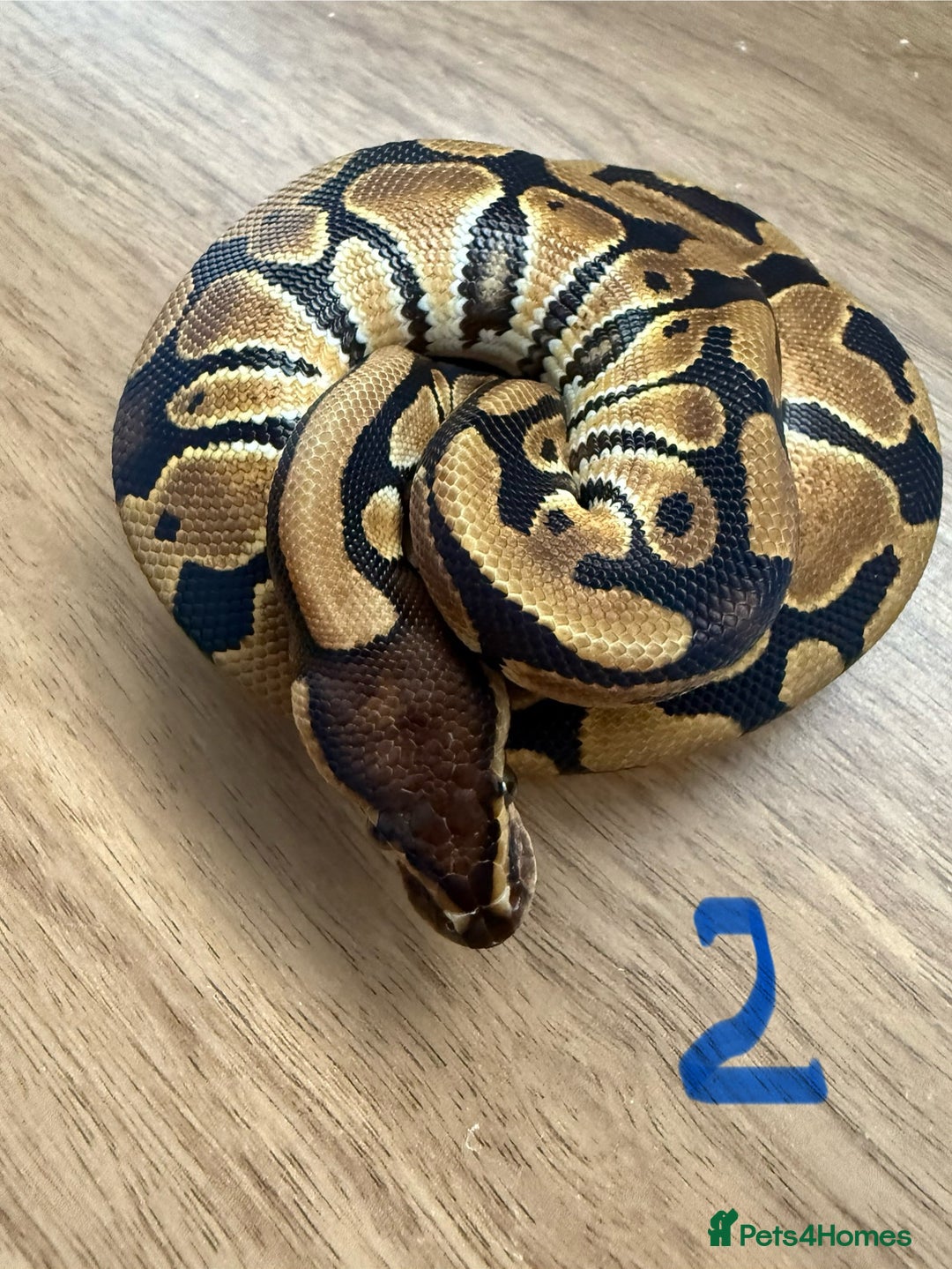 Python Snake reptiles for sale: Ball pythons - Advert 2