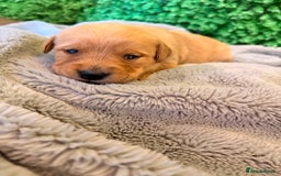 Goldador dogs for sale: 🐾Gorgeous Puppies-Family Raised with Love&Care🐾 - Image 14