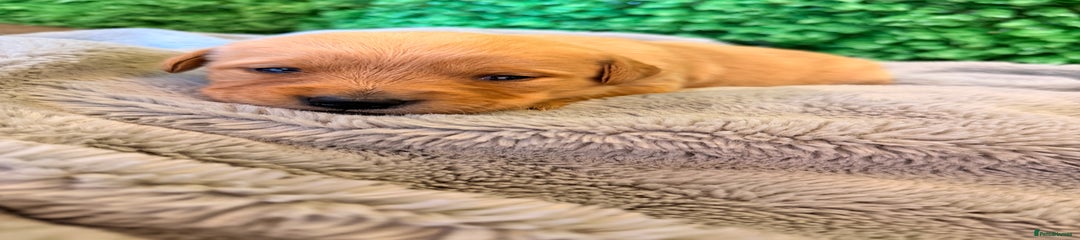 Goldador Puppy 10