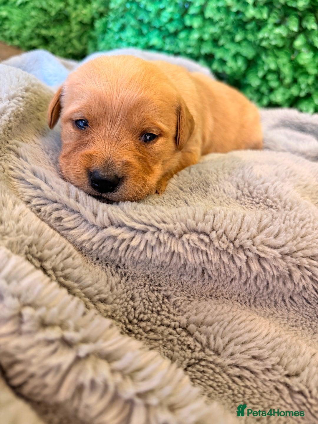 Goldador dogs for sale: 🐾Gorgeous Puppies-Family Raised with Love&Care🐾 - Image 14