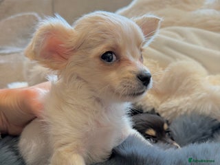 Chihuahua dogs - Advert 9