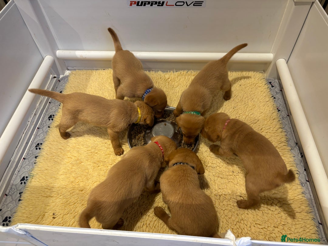 Labrador Retriever dogs for sale: Red fox / yellow KC Registered Labradors - Image 5