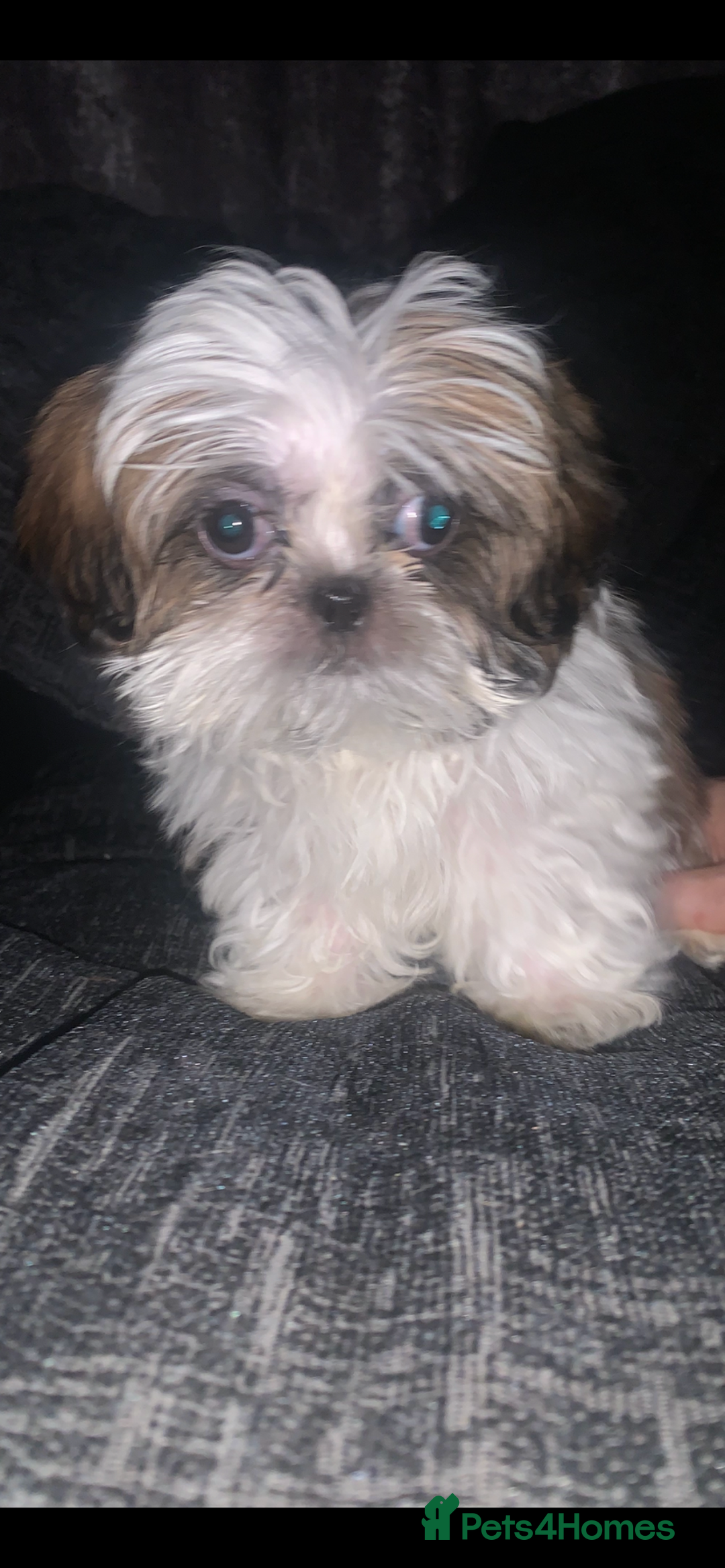 Shih Tzu dogs for sale: Shih Tzu puppies 1 BOY LEFT fully vaccinated  - Image 3