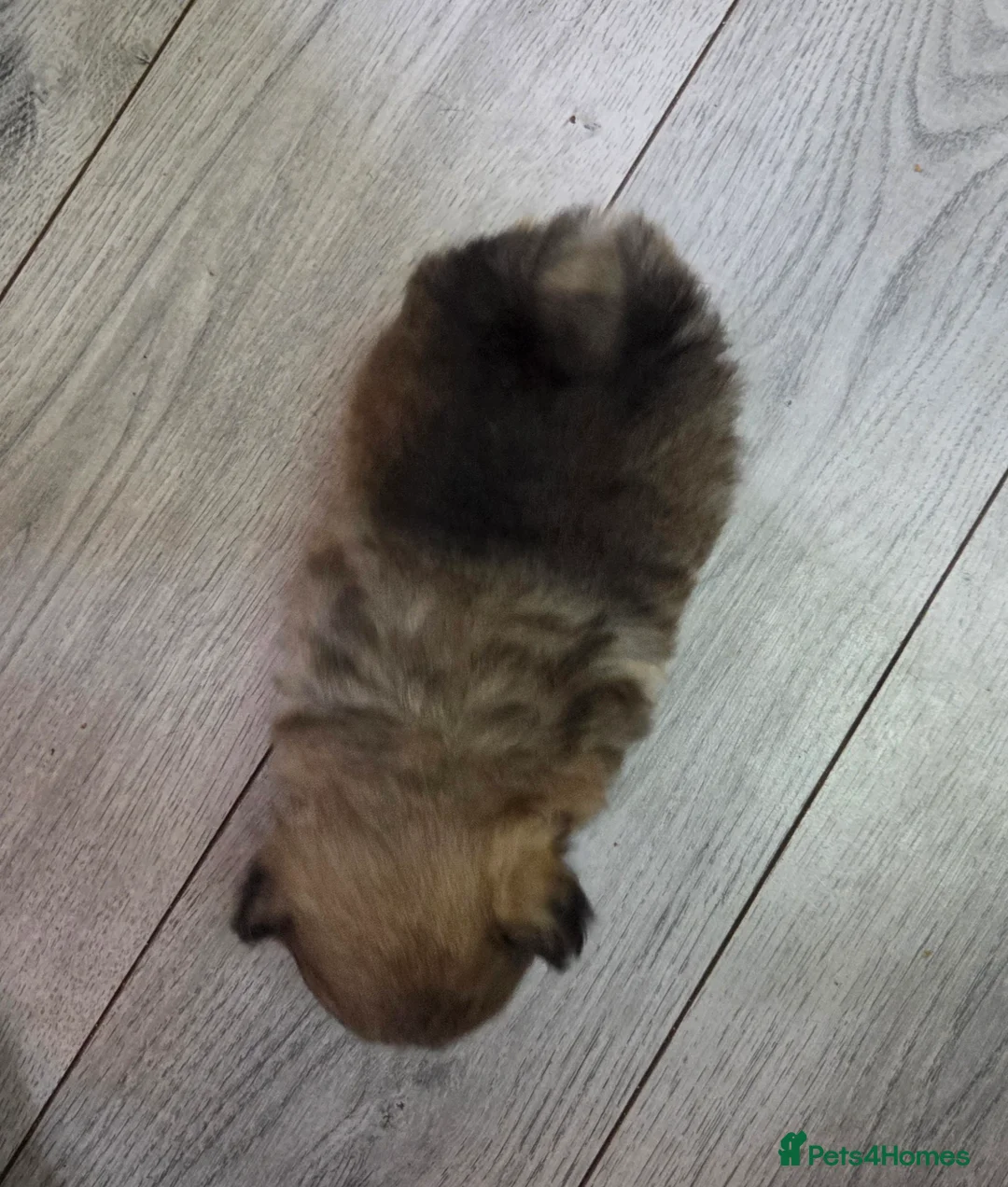 Pomeranian dogs for sale: Pomeranian puppies for sale 🐶🐾 - Advert 6