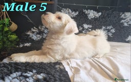 Tibetan Terrier dogs for sale: Tibetan terrier puppies for sale - Image 15