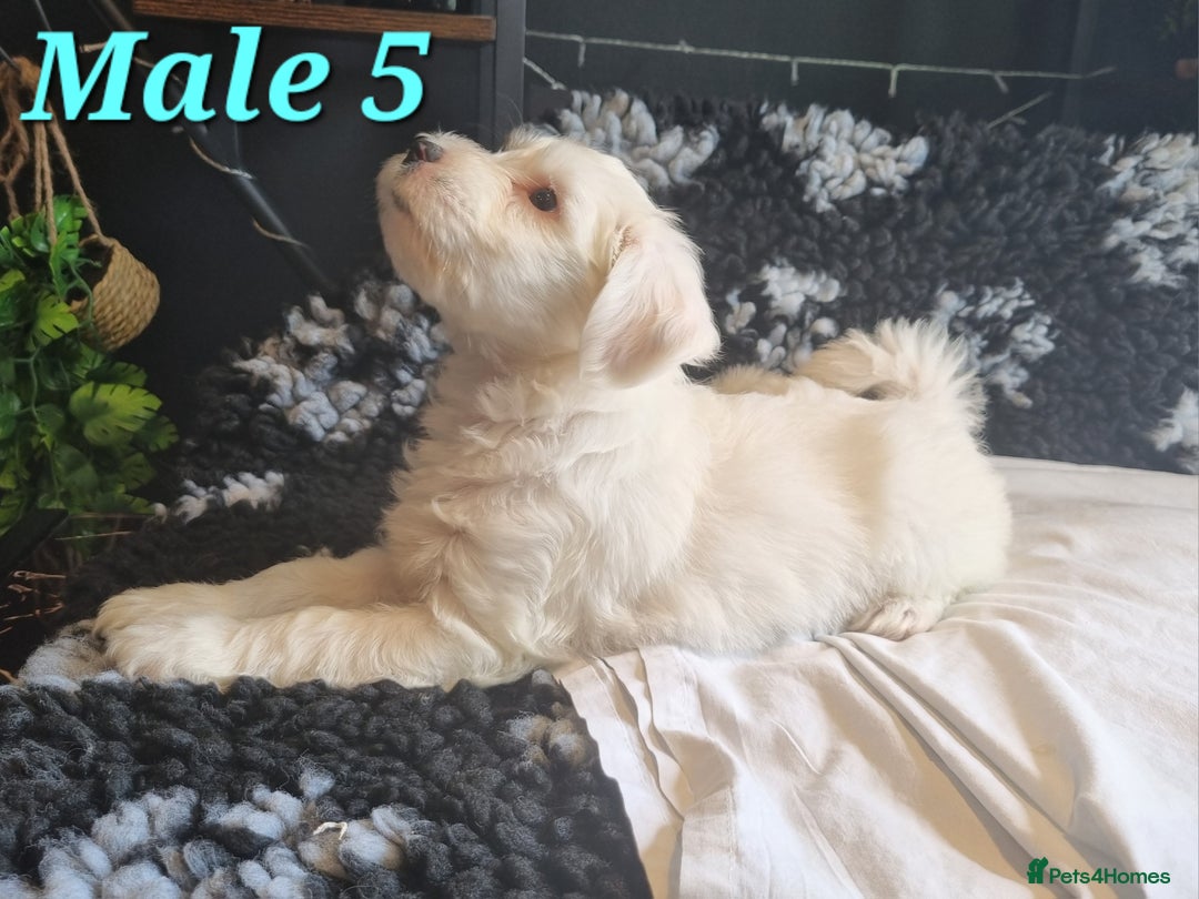 Tibetan Terrier dogs for sale: Tibetan terrier puppies for sale - Image 15
