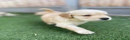 Golden Retriever dogs for sale: KC REGISTERED ®️ 5 STAR ⭐️ GOLDEN RETRIEVER 🐶  - Advert 26