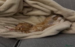 Mixed Breed cats for sale: 2 loveable boys - Image 6