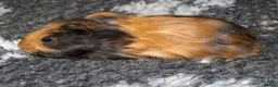 Guinea Pig rodents for sale: Stunning baby guinea pigs  - Advert 6