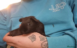 Guinea Pig rodents for sale: Pair of Male Guinea Pigs  - Image 8