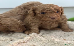 Toy Poodle dogs for sale: Tiny toy poodle boys  - Advert 15