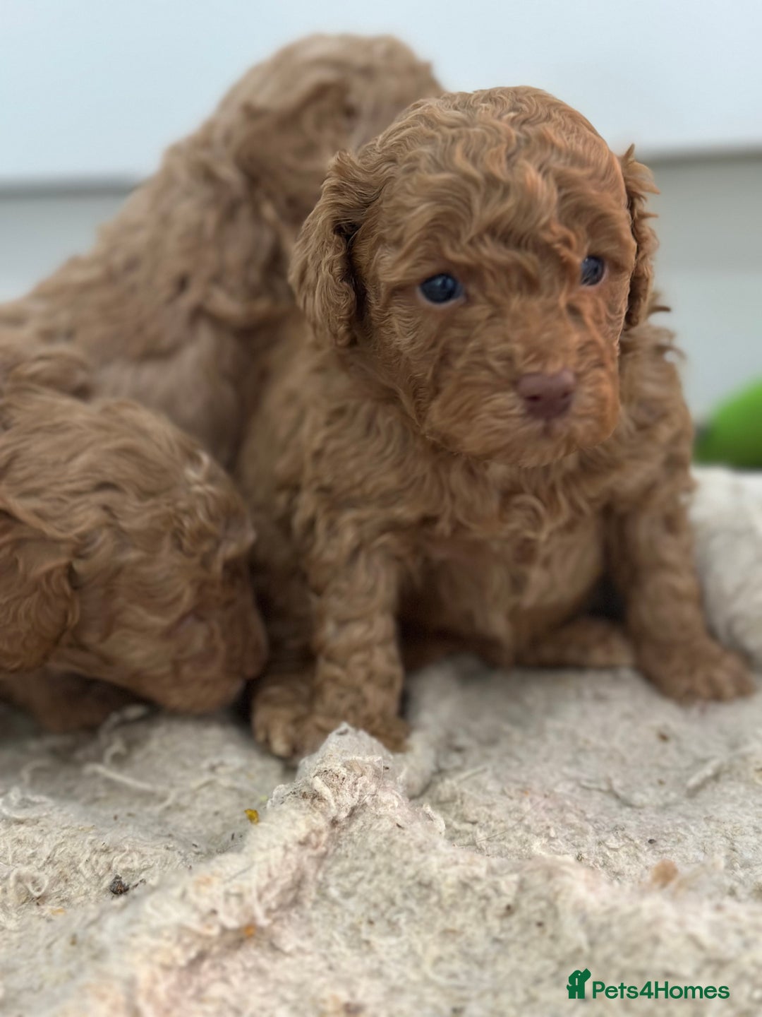 Toy Poodle dogs for sale: Tiny toy poodle boys  - Advert 15