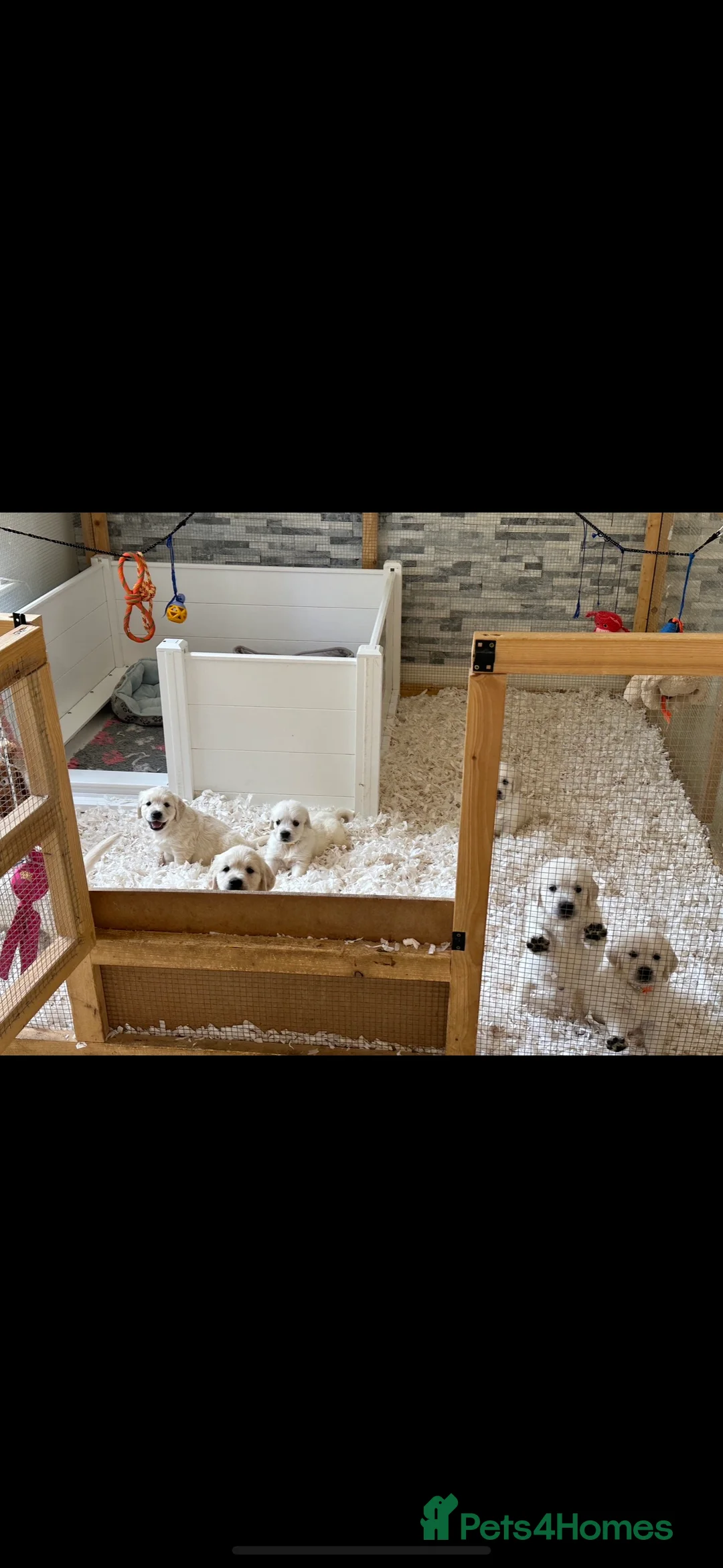 Golden Retriever dogs for stud: STUD KC FULLY HEALTH TESTED PROVEN TRAMIN IMPORT  in Blackpool - Advert 7