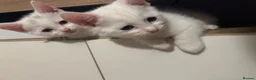 Mixed Breed cats for sale: Adorable litter of kittens  - Advert 32