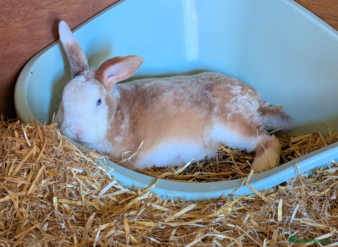 Mixed Breed rabbits for sale: Female rabbit WITH HUTCH and everything needed. - Advert 3