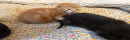 British Shorthair cats for sale: Two black kittens, one with some white    in Bristol - Advert 17