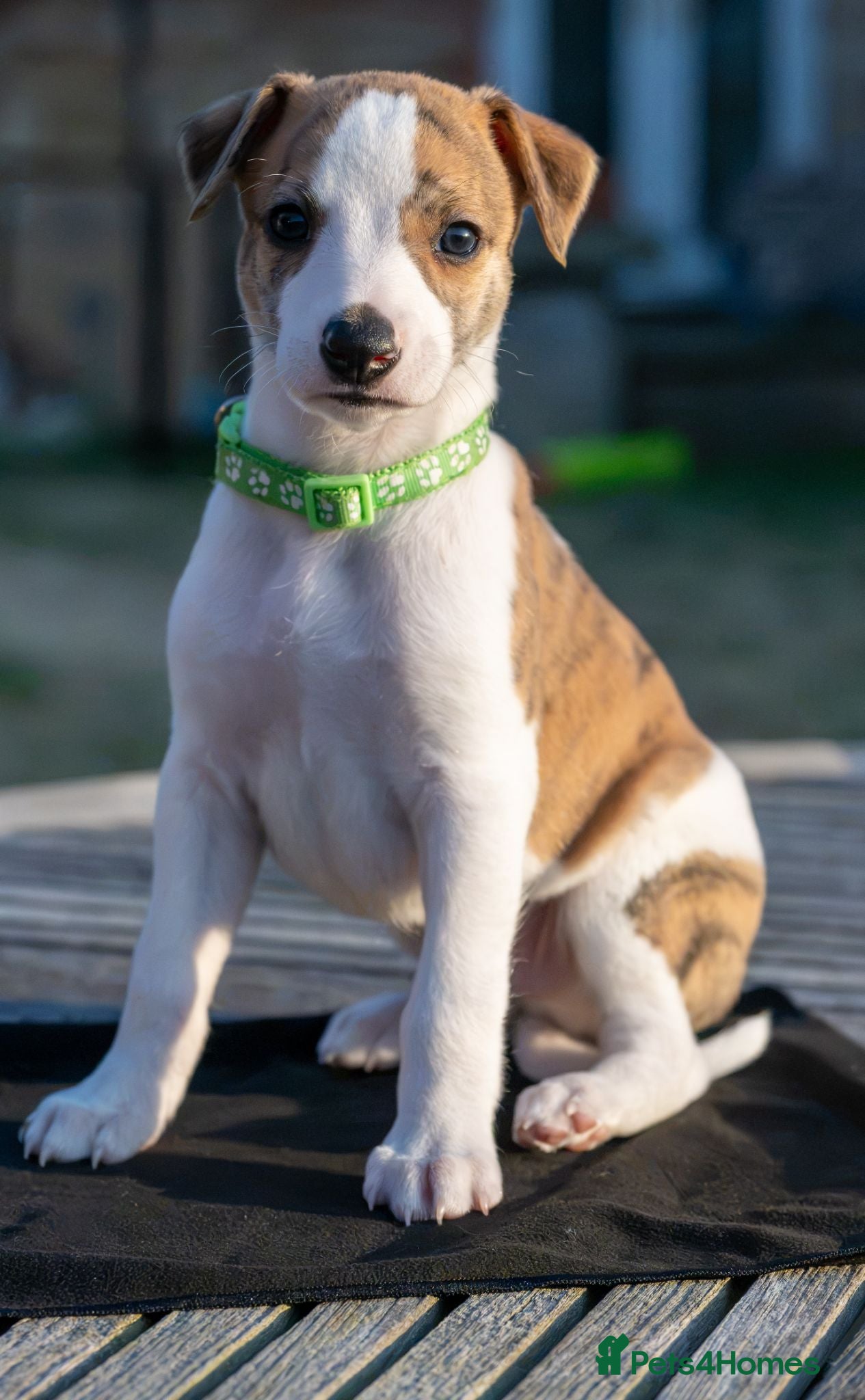 Whippet dogs 2 Top Quality Whippet boy Puppies Ready to Reserve - Advert 1