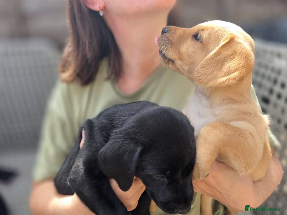 Labrador Retriever dogs Champion Labrador Puppies  - Advert 2