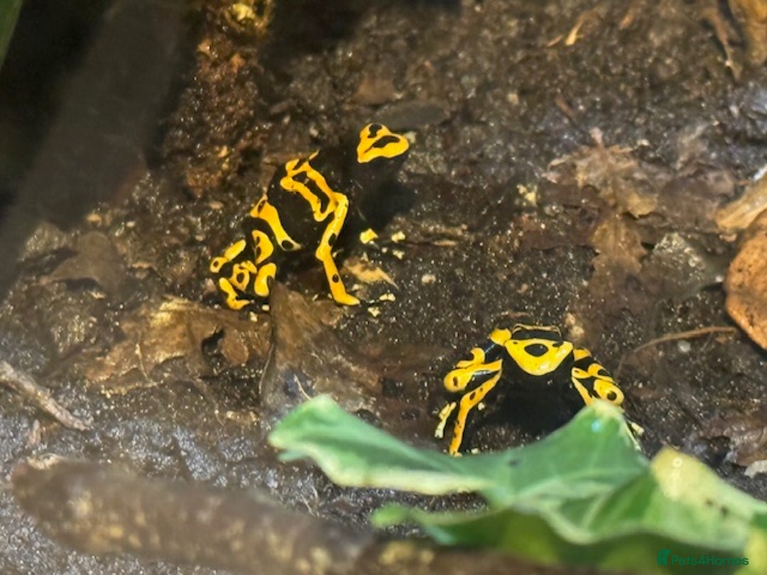 Frog reptiles for sale: Dendrobates leucomelas aka Bumblebee frogs set up - Image 1